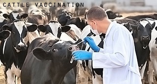 オーストラリアで家畜へのmRNAワクチン接種がはじまりました！